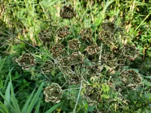 Jacquelien 01 Engelenwortel